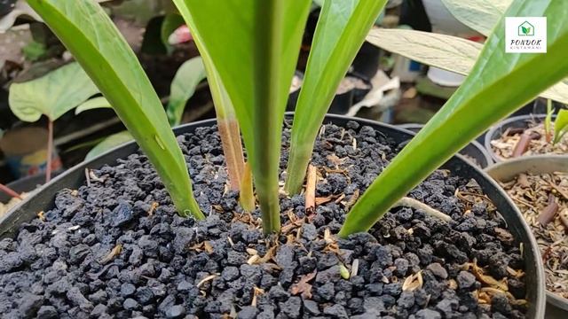 ANTHURIUM WAYANG || REVIEW TANAMAN, PERAWATAN DAN PENGEMBANGBIAKKAN || смотреть онлайн