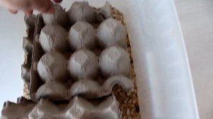 Ч. 3 Ферма Мраморных тараканов / Разведение и содержание Nauphoeta cinerea / Размножение