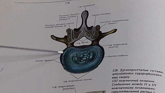 Височно-нижнечелюстной, атланто-затылочный и атланто-аксиальный суставы.  Соединение позвонков