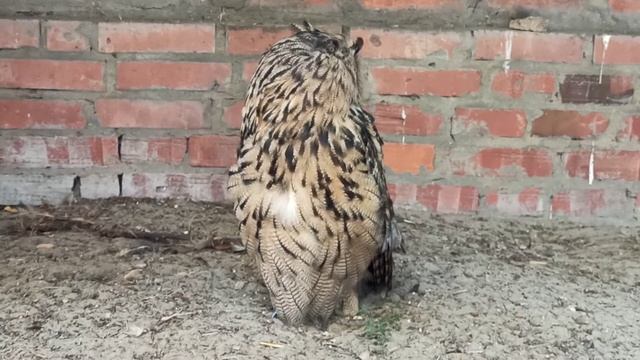 ФИЛИН - Bubo bubo - eagle-owl - Eule - hibou - búho - 貓頭鷹 - بومة смотреть онлайн