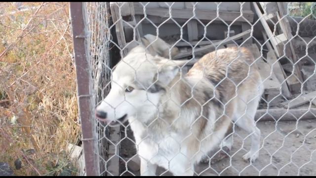 Построй свой бизнес: Центр реабилитации животных смотреть онлайн