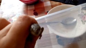Как отличить ящерецу мальчика от девочки!!!