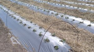 Работы на свежей посадке рассады клубники фриго весной!