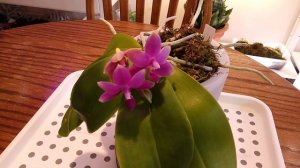 Phalaenopsis violacea Indigo Red