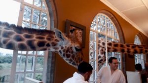 Отель с жирафами. Hotel with giraffes