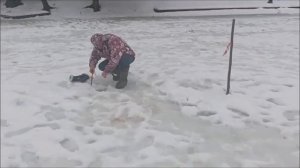 Запуск и первые поимки форели. Клёвое место Лосиный остров.