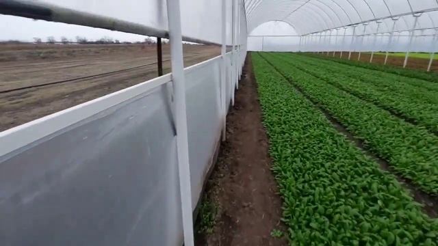 Почему мы заменили арочные теплицы на блочную теплицу и её преимущества смотреть онлайн