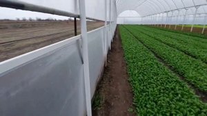 Почему мы заменили арочные теплицы на блочную теплицу и её преимущества