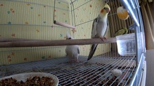 Попугай Корелла поет