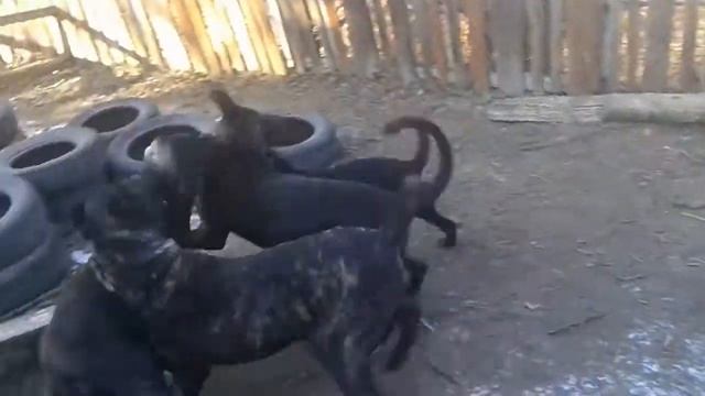 О породе, собака кане-корсо, смотреть фильмы про породу собак кане-корсо атилла могучая собака смотреть онлайн