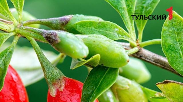 ягоды годжи смотреть онлайн