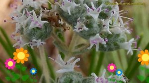 Душица сирийская Заатар. Краткий обзор, описание характеристик origanum siriacum Zaatar