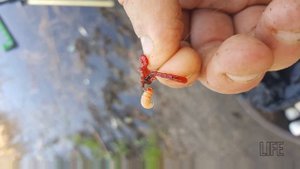 На что клюёт карась?