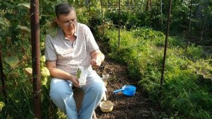 Сеем сидераты   защищаем и оздоравливаем почву.