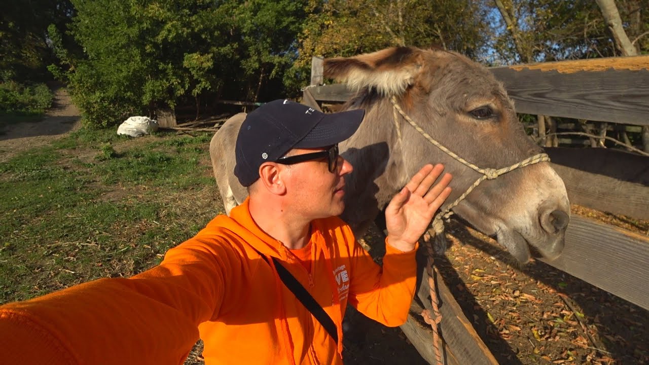 Ослиная ферма под Киевом! Пьем молоко. Милые собаки. Самое доброе видео на канале! смотреть онлайн