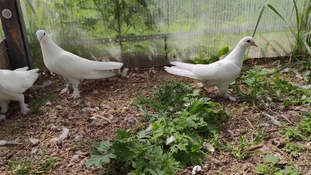 Даю ГОЛУБЯМ зелени побольше . здоровые голуби ! смотреть онлайн