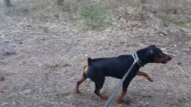 Лошадь не прошла Фейс контроль смотреть онлайн