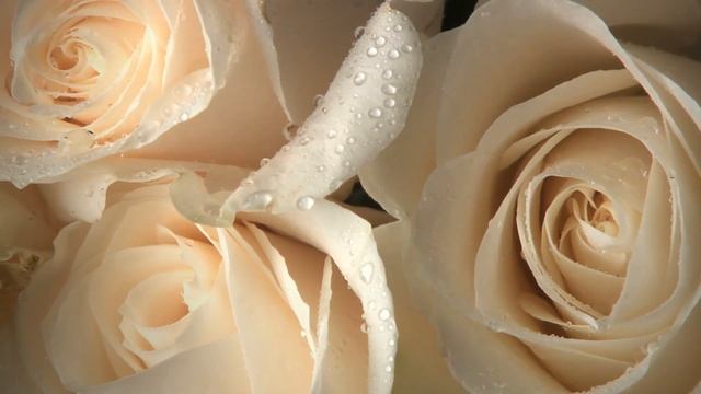 Что означает цвет роз, которые дарят смотреть онлайн