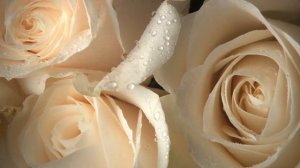 Что означает цвет роз, которые дарят