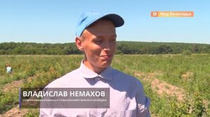 Где новооскольские студенты зарабатывают на летних каникулах