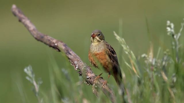 Ortolan Bunting (Emberiza hortulana) in Russia. смотреть онлайн