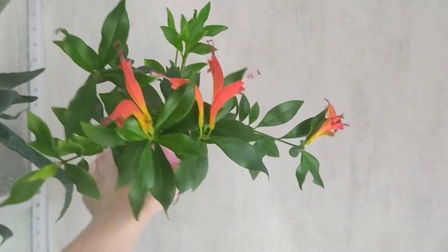 Цветы и растения на балконе и в комнате 🌸🌿
