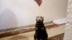 ✨Домашние животные //Как  уговорить родителей завести домашнего питомца✨