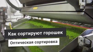 Оптическая сортировка горошка - очистка гороха от инородных тел машиной лазерной сортировки Томра