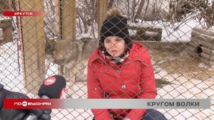 Случаи нападения волков на домашних животных участились в регионе