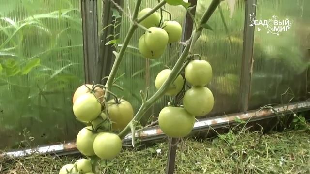 Томаты в теплице. Болезни томатов и способы борьбы Сайт "Садовый мир" смотреть онлайн