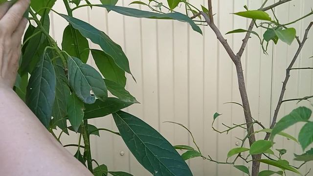 Как чувствуют себя  деревца авокадо, цитрус, изменения за лето🥑🍋