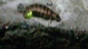 Светлячок! Странное насекомое. Alien insect beetle extraterrestrial.