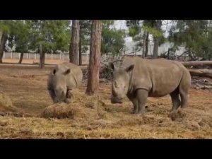 Volga-Dnepr ensures a first-class arrival in Russia for Southern White Rhinos