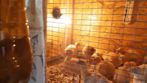 Индюшата Хайбрид Конвертер - трое суток | Расклев у индюшат, лечение