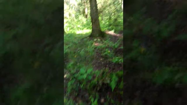 Грибы !!!г Клин!!! смотреть онлайн