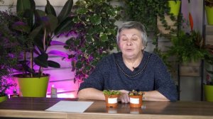ВЕНЕРИНА МУХОЛОВКА ИЛИ ДИОНЕЯ ✔️ УХОД ЗА ХИЩНЫМ РАСТЕНИЕМ ✔️ Кормим мухоловку