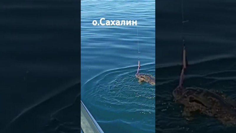 рыбачим на острове Сахалин. #жизнь #счастье #сахтерра #fishing #море #природа #рыбалка