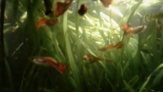 Гуппи, данио глофиш, петушки. смотреть онлайн