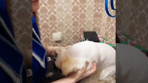 Стрижка чихуахуа