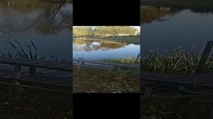 Лебеди 1 11 Сентября 2024 VID20240911074325~2.mp4
