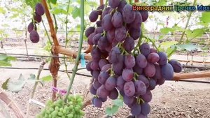 Г. форма Барселона. Автор Чернуха Александр