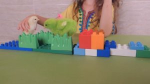 Радужные ЦЫПЛЯТА!!!