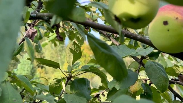 Своё электричество и не только, Другая альтернатива…