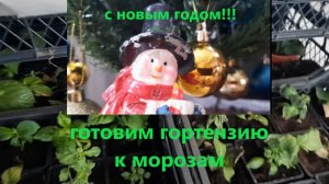 Друзья! С НОВЫМ ГОДОМ! Готовим гортензию к морозу. Снег. Сад.