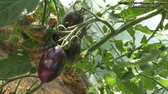 Лучшие томаты на 23 июля в Подмосковной теплице смотреть онлайн