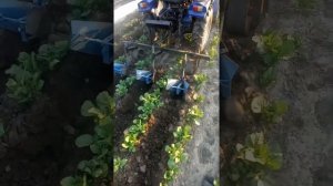 окучивание картофеля, минитрактором синтай 160,с самодельным окучником