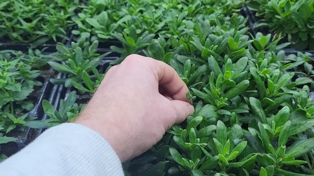 Размножаю петунию в подвале ? Обзор ? Как идет развитие смотреть онлайн