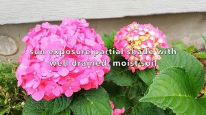 (ENG SUB) Summer Crush - Endless Summer Hydrangea Care