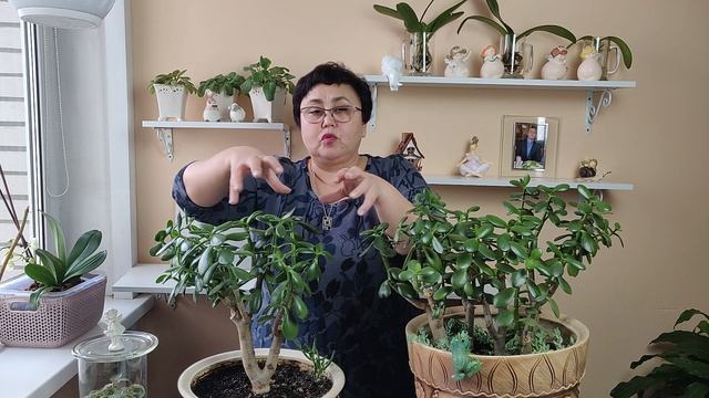 КАК ФОРМИРОВАТЬ ТОЛСТЯНКУ.ТОЛСТЯНКА.