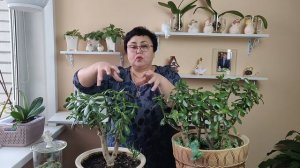 КАК ФОРМИРОВАТЬ ТОЛСТЯНКУ.ТОЛСТЯНКА.